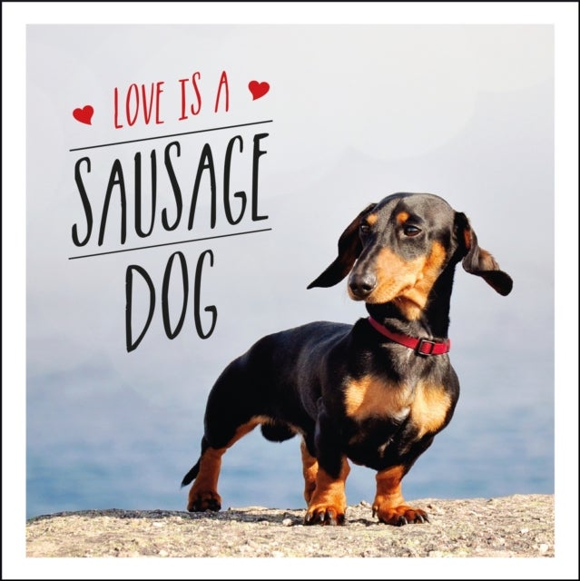 Love is a Sausage Dog - A Pup-Tastic Celebration of Dachshunds - The World's Cutest Dogs
