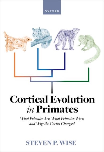 Bilde av Cortical Evolution In Primates Av Dr Steven P. Wise