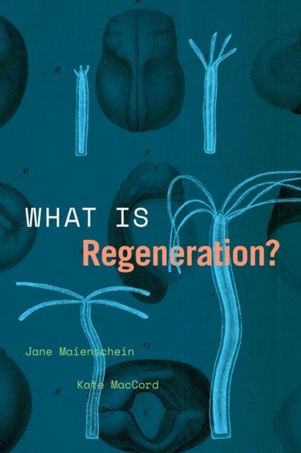 Bilde av What Is Regeneration? Av Jane Maienschein, Kate Maccord