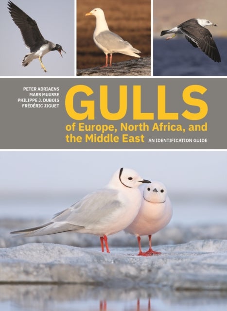 Bilde av Gulls Of Europe, North Africa, And The Middle East Av Peter Adriaens, Mars Muusse, Philippe J. Dubois, Frederic Jiguet
