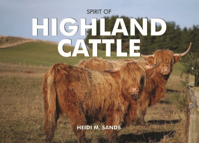 Bilde av Spirit Of Highland Cattle Av Heidi M. Sands