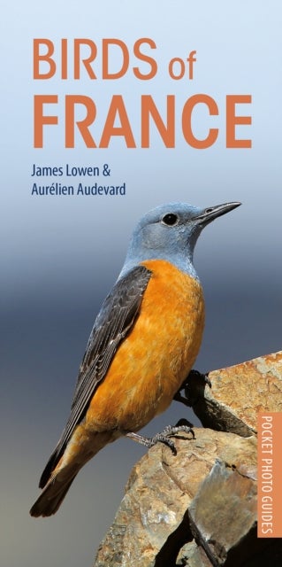 Bilde av Birds Of France Av James Lowen, Aurelien Audevard