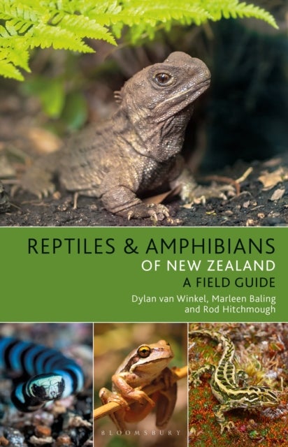 Bilde av Reptiles And Amphibians Of New Zealand Av Dylan Van Winkel, Marleen Baling, Rod Hitchmough