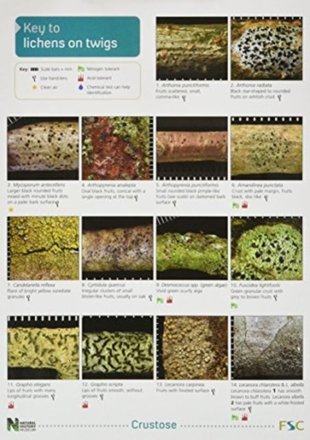 Bilde av A Key To Lichens On Twigs Av Pat Wolseley, Peter James, Diccon Alexander