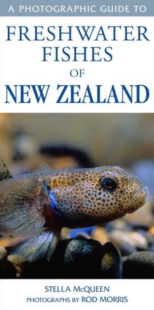 Bilde av Photographic Guide To Freshwater Fishes Of New Zealand Av Stella Mcqueen &amp; Rod Morris