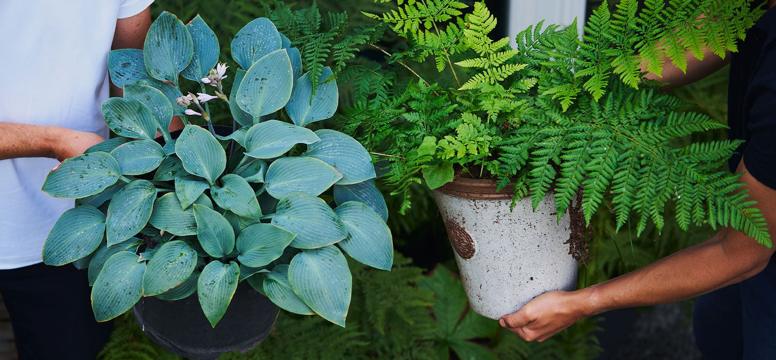 Krukkedilla Stauder til dyrking i krukker