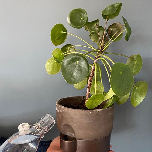 Krukkedilla Grønn plante i krukke